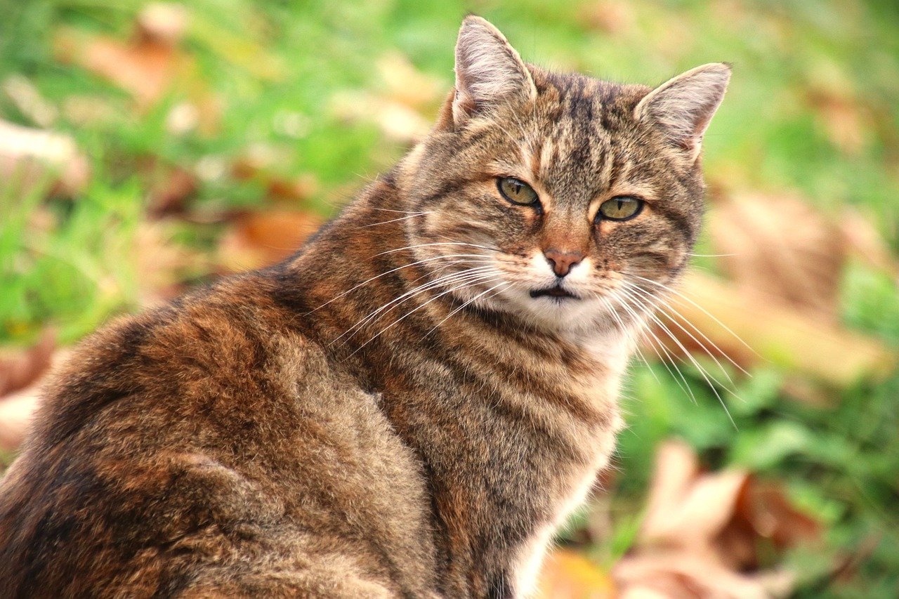 portrait of a cat, animal, feline-7589343.jpg